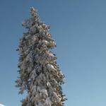 die Tanne kracht fast zusammen, soviel Schnee muss sie tragen