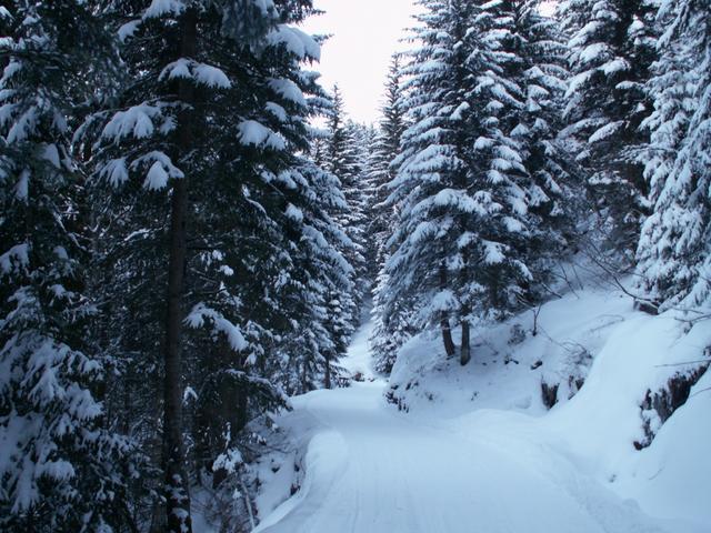 tief verschneiter Wald