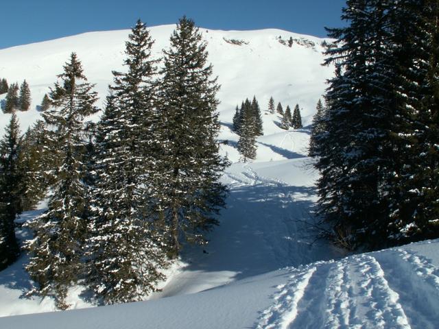 es geht durch lichten Wald