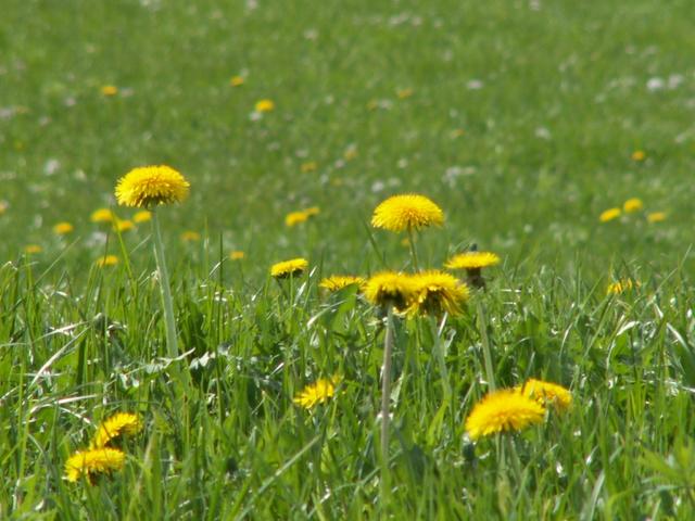 Löwenzahn in Blüte