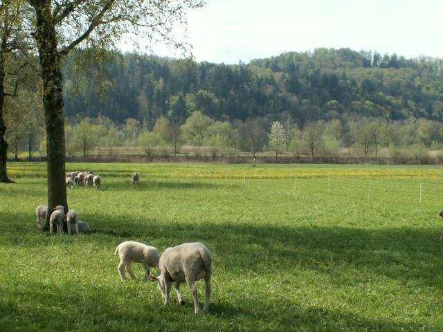 Blick von der Aabachbrücke zur Allmeind