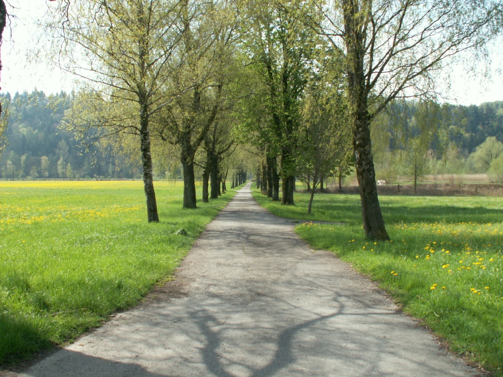 entlang einer schönen Baumallee geht es Richtung Linthkanal