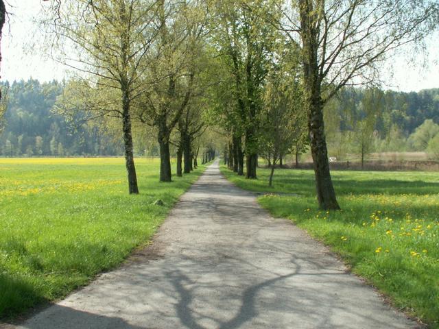 entlang einer schönen Baumallee geht es Richtung Linthkanal