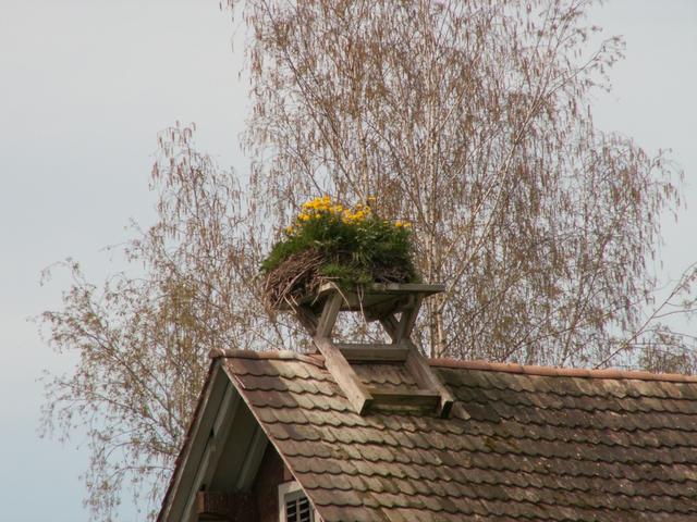 Storchennest mit Blumen