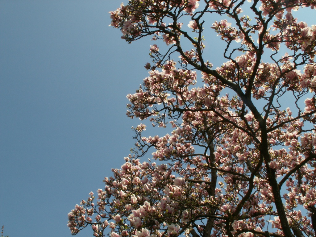 blühender Magnolienbaum