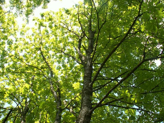 im Schatten der Laubbäume geht es Richtung Lachen runter