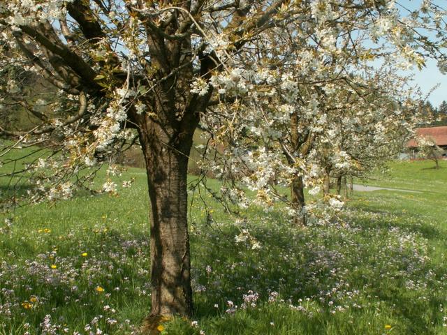 blühende Obstbäume