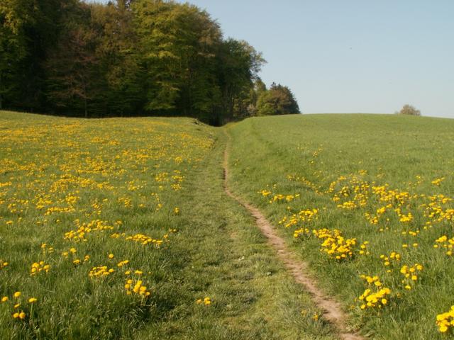 über Wiesen