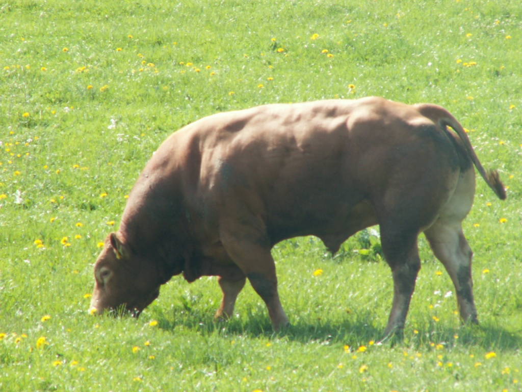 ein Stier draussen im freien!