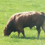 ein Stier draussen im freien!