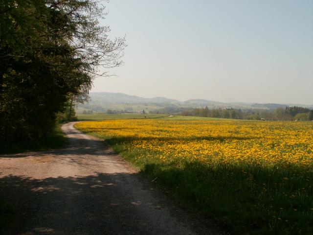 wir verlassen den Bois Cornard