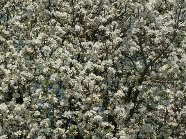 blühende Obstbäume