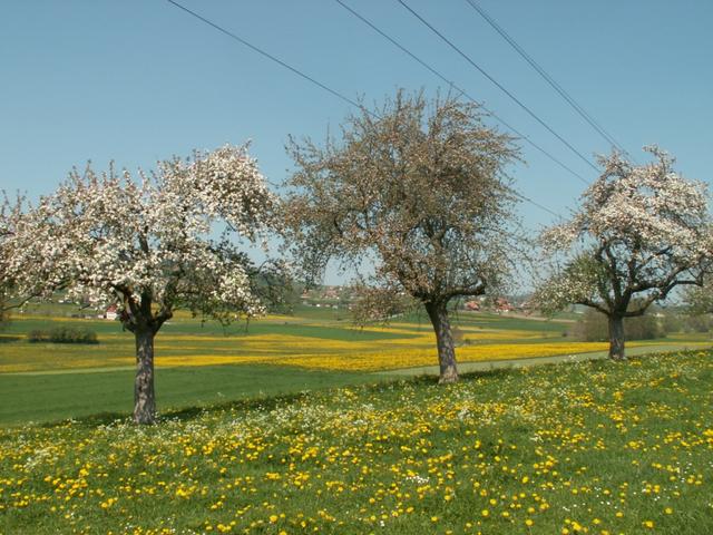 es ist Frühling