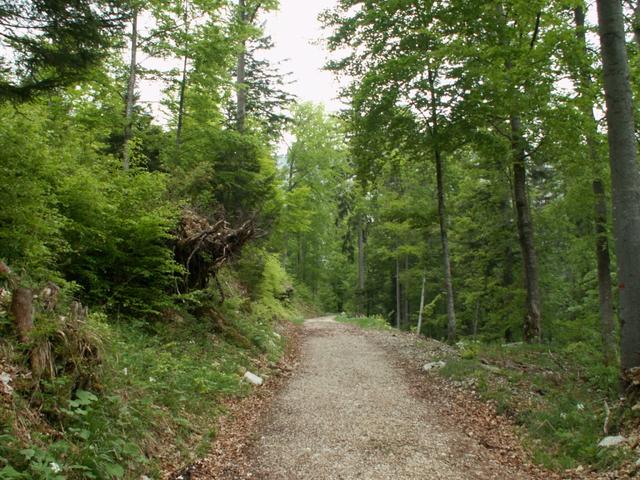 auf dem Waldweg Richtung Chemin du Single