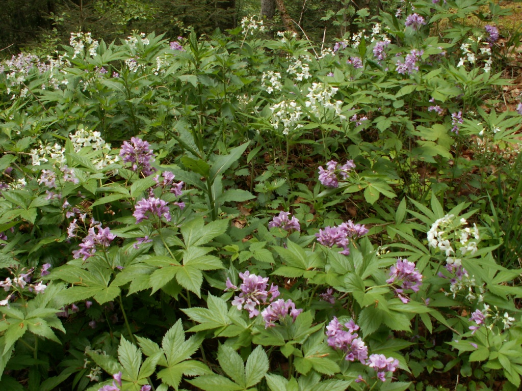 schöne Waldblumen säumen den Weg