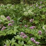 schöne Waldblumen säumen den Weg