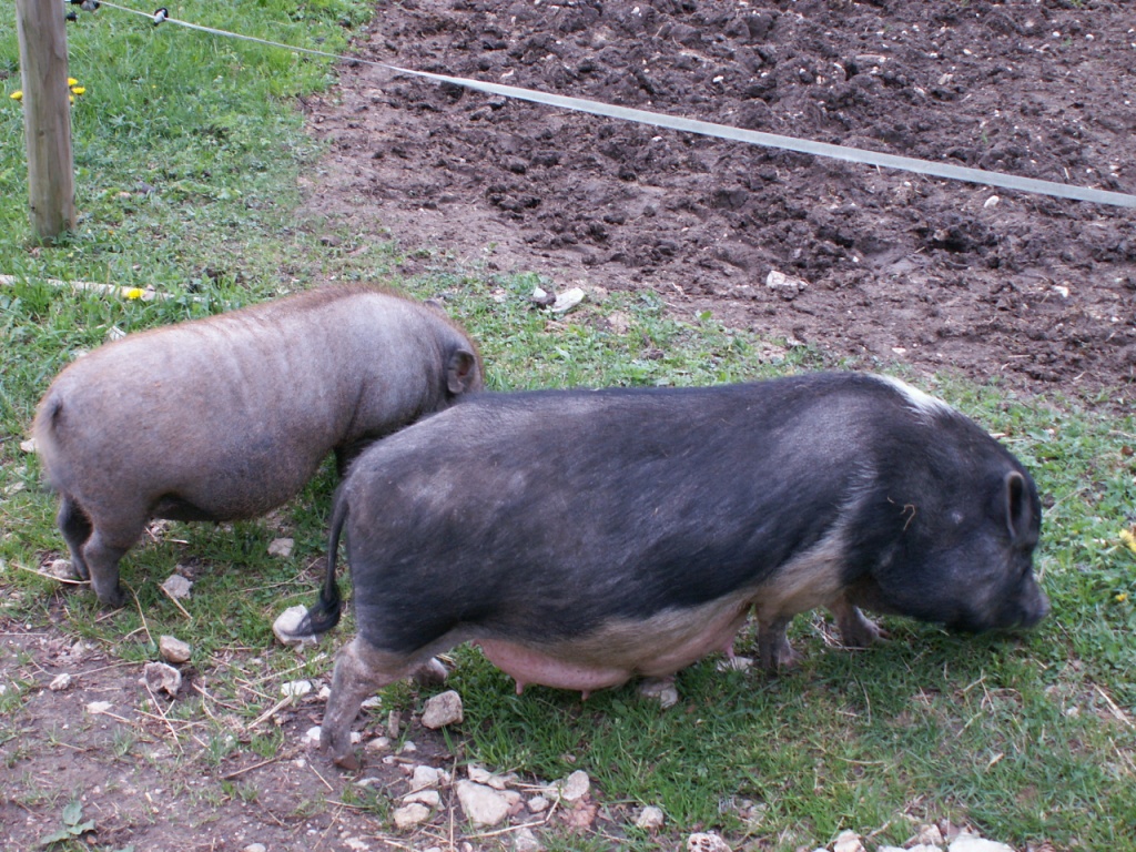 Zwergschweine