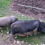 Zwergschweine