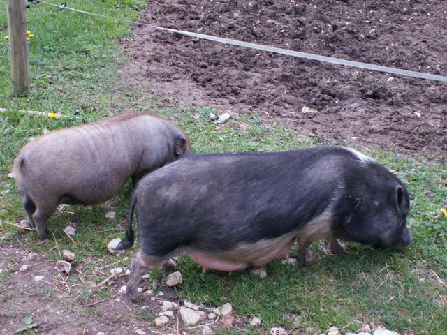 Zwergschweine