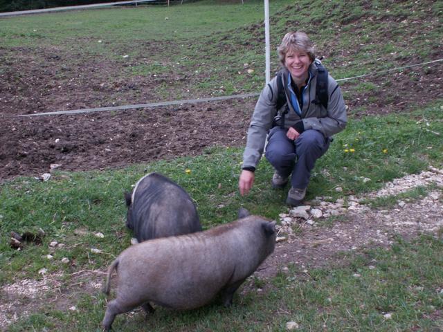 Mäusi füttert die Schweine