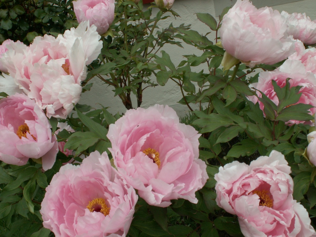 schöne Pfingstrosen, die Lieblingsblumen von Mäusi