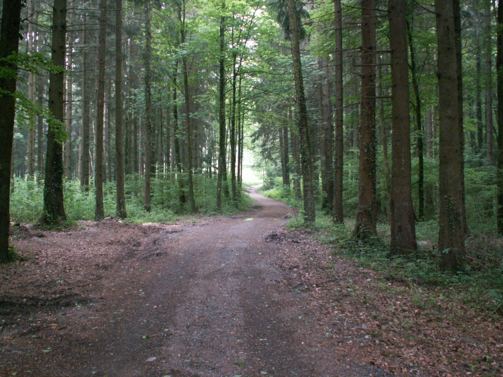 frühmorgens im Wald zu laufen, ist einfach schön