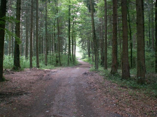 frühmorgens im Wald zu laufen, ist einfach schön