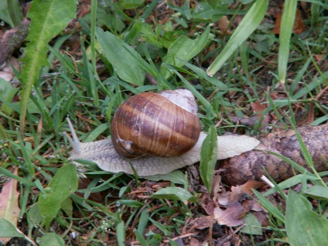 geht diese Schnecke auch nach Compostela