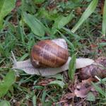 geht diese Schnecke auch nach Compostela