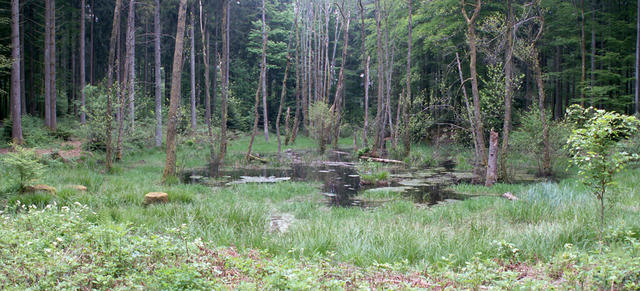 schöner Waldweiher