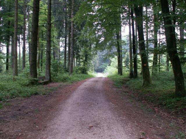 breiter Waldweg