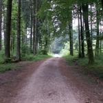 breiter Waldweg