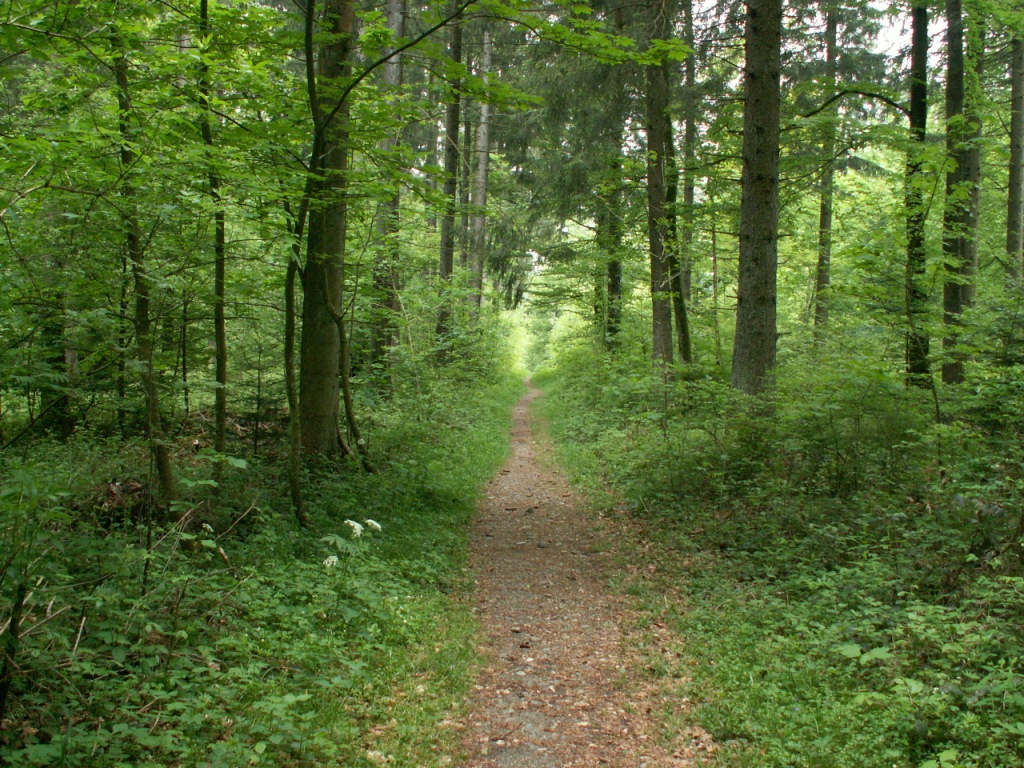 alles geradeaus Richtung Chalet à Gobet