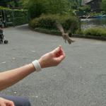 Mäusi füttert die Spatzen