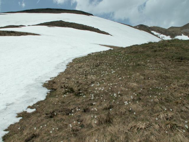 sobald der Schnee weg ist, erscheinen die ersten Krokusse