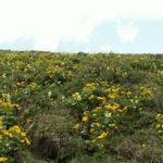 überall Blumen