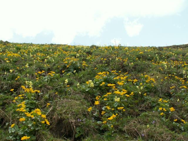 überall Blumen