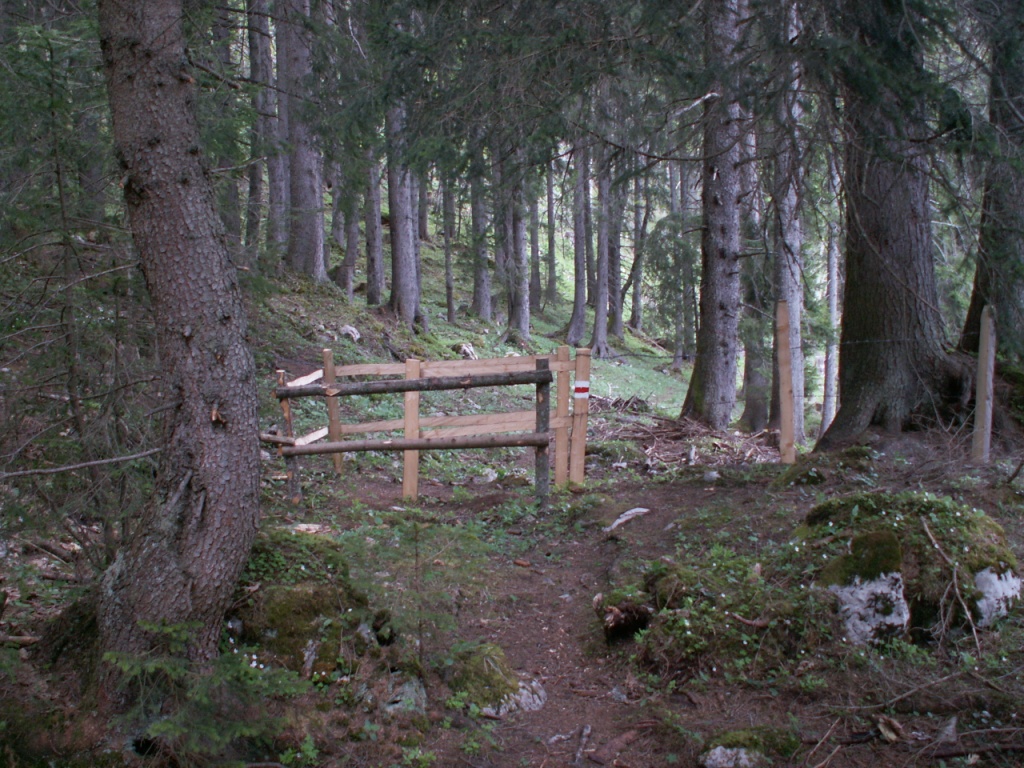 durch den Wald runter nach Brosmatt