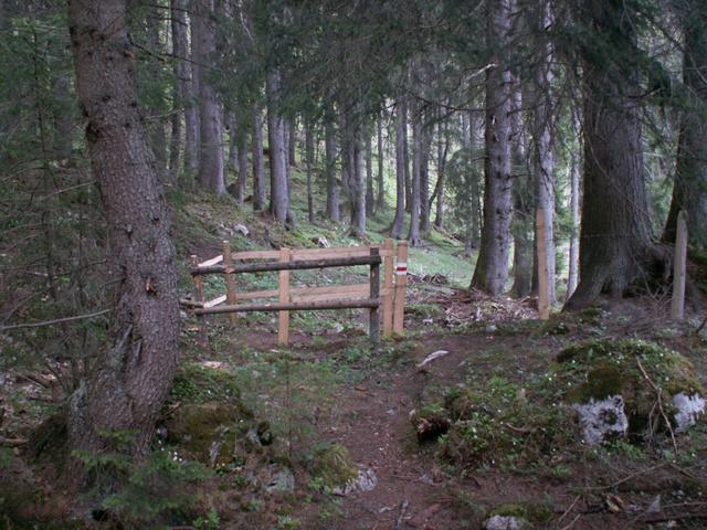 durch den Wald runter nach Brosmatt