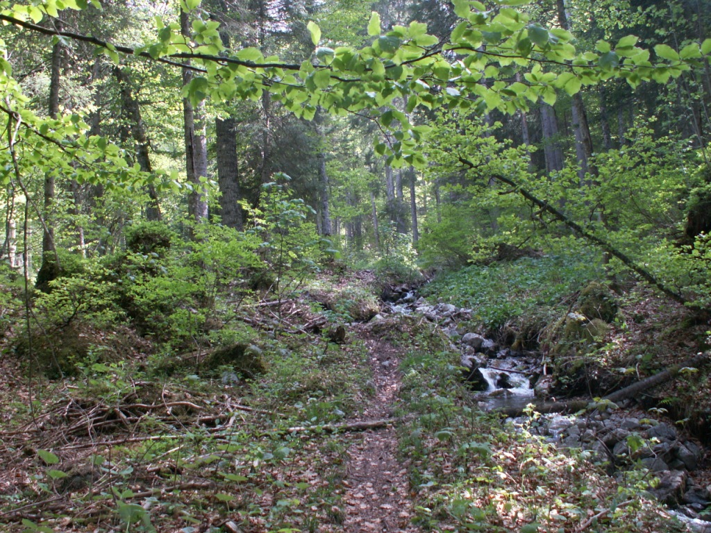 durch einen alten Wald aufwärts Richtung Mörlialp