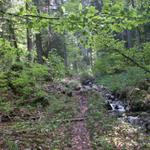 durch einen alten Wald aufwärts Richtung Mörlialp