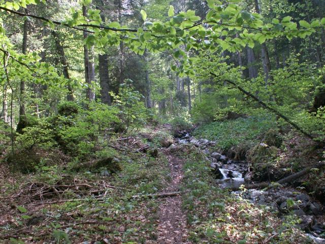 durch einen alten Wald aufwärts Richtung Mörlialp