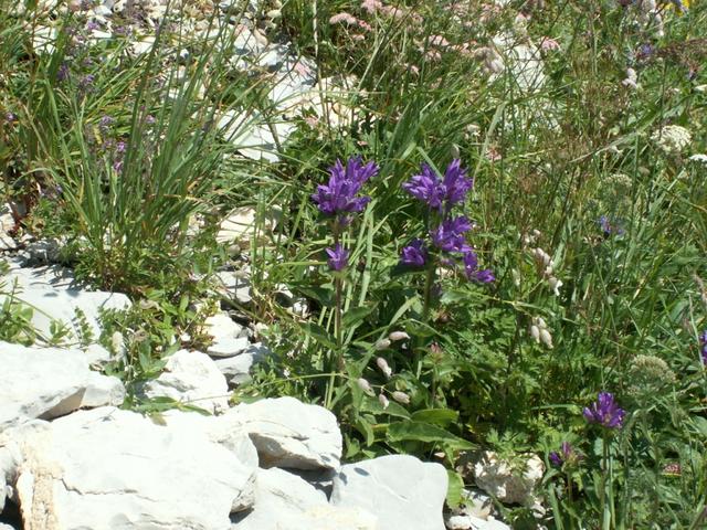 schöne Blumen