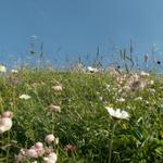 wunderschöne Blumenwiesen