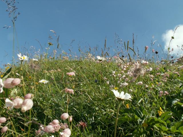 wunderschöne Blumenwiesen