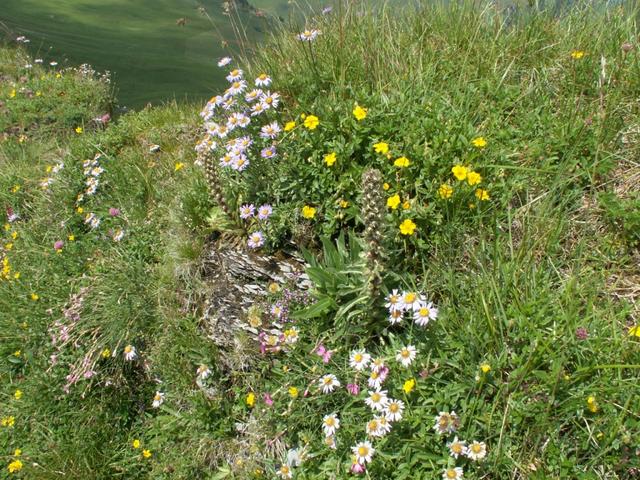 schöne Blumen