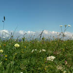 Breitbildfoto Blumenwiese