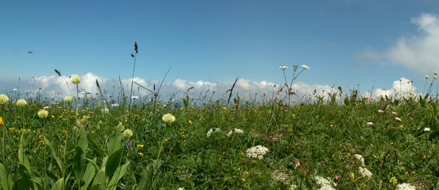 Breitbildfoto Blumenwiese