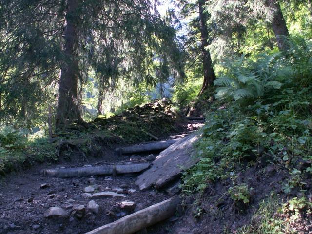 im Wald bei Gribschli