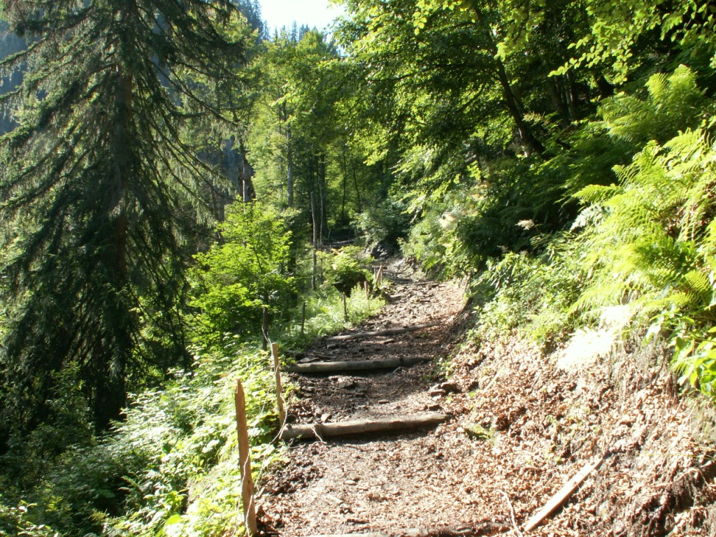 es geht aufwärts durch den Wald